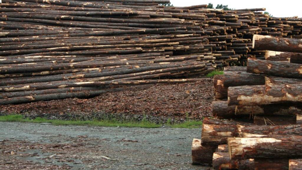 Na obrazku widać mnóstwo ułożonego na sobie drewna